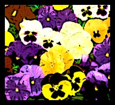 Pansies